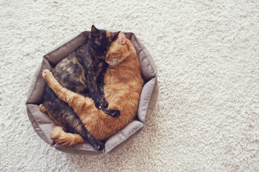 Katzen-Schlafpositionen und ihre Bedeutungen